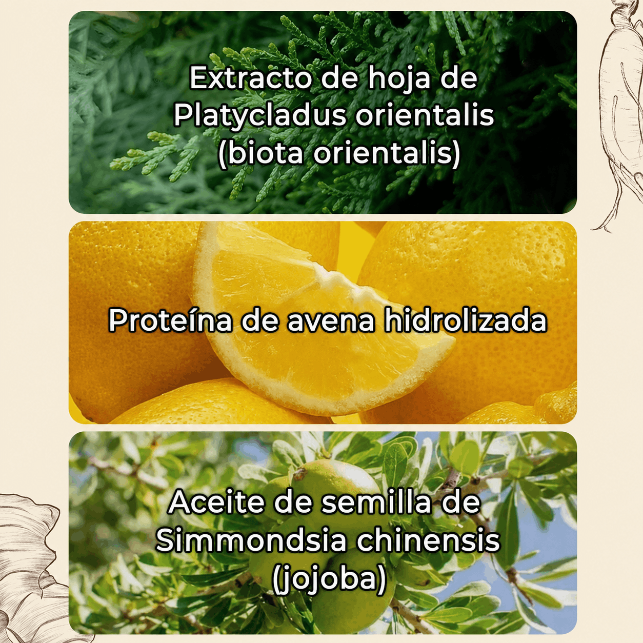 Champú anticaída del cabello